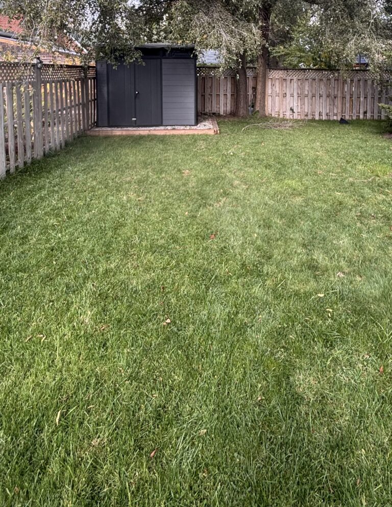 Healthy lawn recovering after backyard ice rink removal in Toronto GTA spring